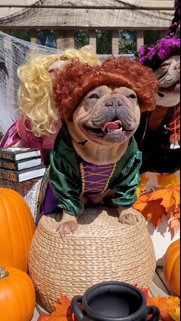 Let your furry friend join the spooky fun with the Hocus Pocus Winifred Sanderson Pet Costume! Inspired by the delightfully wicked leader of the Sanderson Sisters from Hocus Pocus, this charming pet outfit captures the unmistakable look of Winifred Sanderson with playful detail.