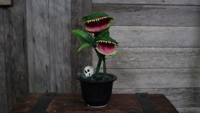 SU63017 Corpse Flower